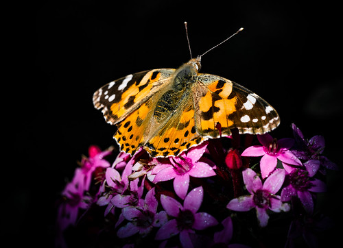 Painted lady.. | by The all seeing i