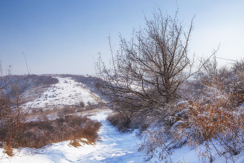 winter january 2019 kainazar kazakhstan almatyregion talgar centralasia snow plant sky