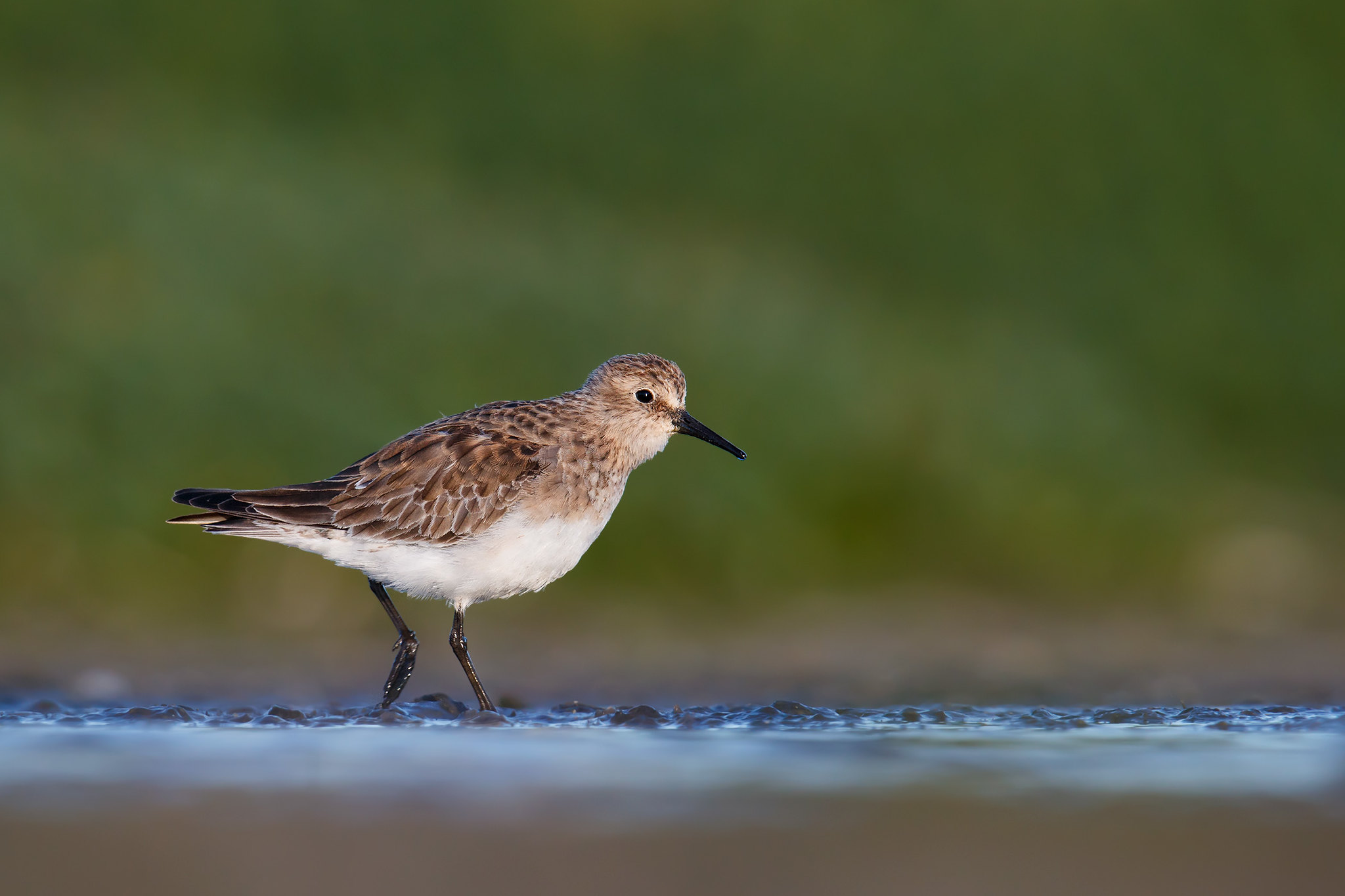 Calidris bairdii | Baird's Sandpiper | gulbröstad snäppa