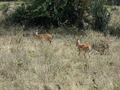 Impala - Aepyceros melampus ♂