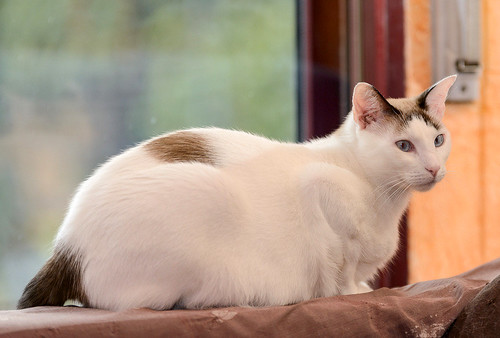 Blau, gato cruce Snowshoe nacido en enero´17 esterilizado, apto para gatos machos, en adopción. Valencia. ADOPTADO. 46157692902_ec691f9906