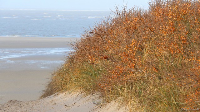 Langeoog - Sanddorndüne