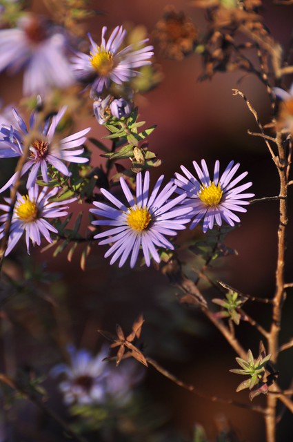 Asters, late afternoon
