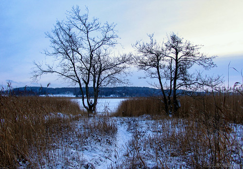 winter nature outdoor landscape trees reeds snow sky piikkiö suomi finland