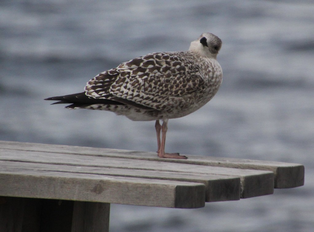 Young Seabird on a Bench, Scotland.