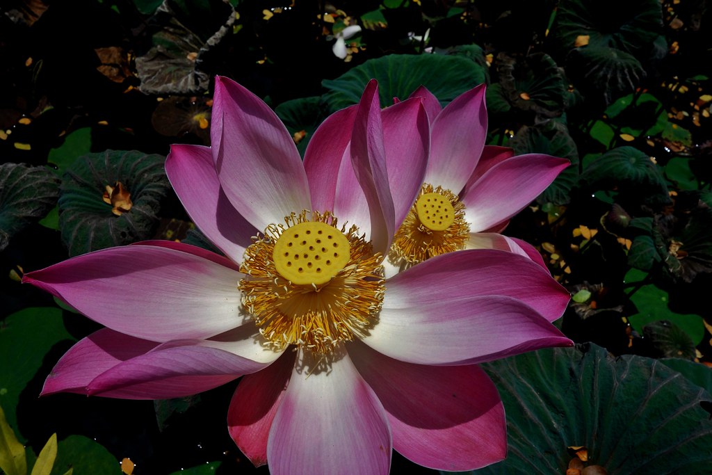 INDONESIEN, Bali ,unterwegs in Ubud , Lotosblüten, 17912/11128