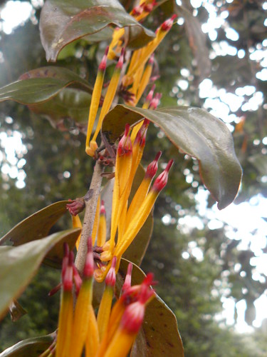 loranthaceae mount kenya yellow orange flowers mistletoe parasite