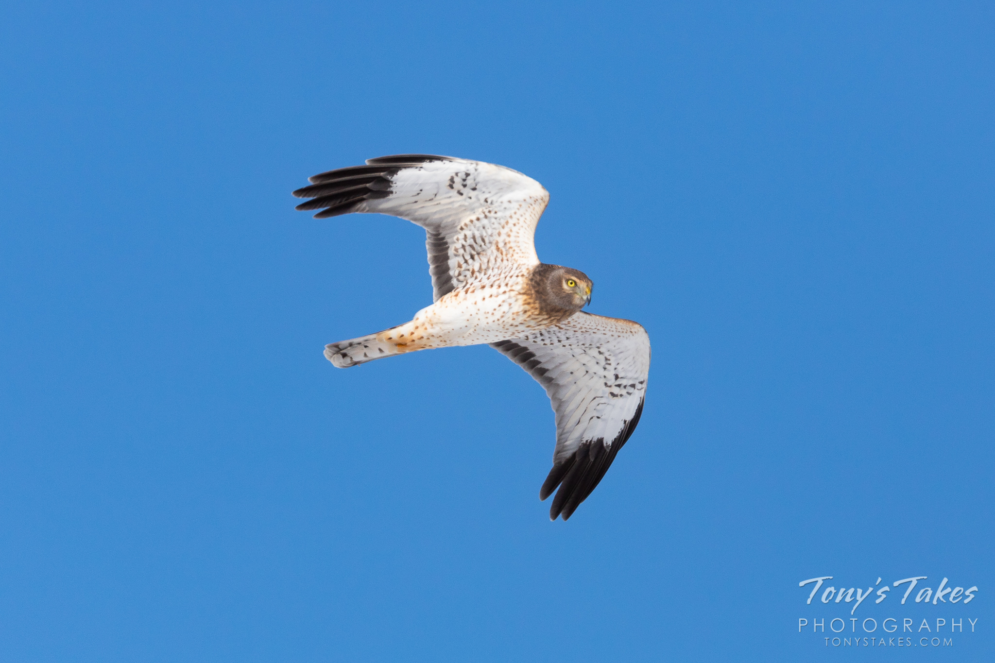 A young male Northern Harrier performs a flyby in Adams County, Colorado. (© Tony’s Takes)