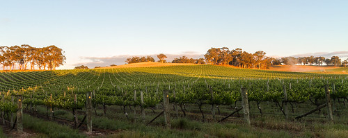 australia natur natura natural nature naturaleza naturephotography colour color colourful outdoor outdoors outside eos canon sunlight exposure flickr landscape earth environment environmental environmentalphotography sunset sunrise contrast red green yellow blue black white scene scenery cloud clouds sky scenic weather holiday view country countryside orange purple pink trees bales vines wine grapes fence gold