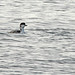 Flickr photo 'Common Loon (Gavia immer)' by: Mary Keim.