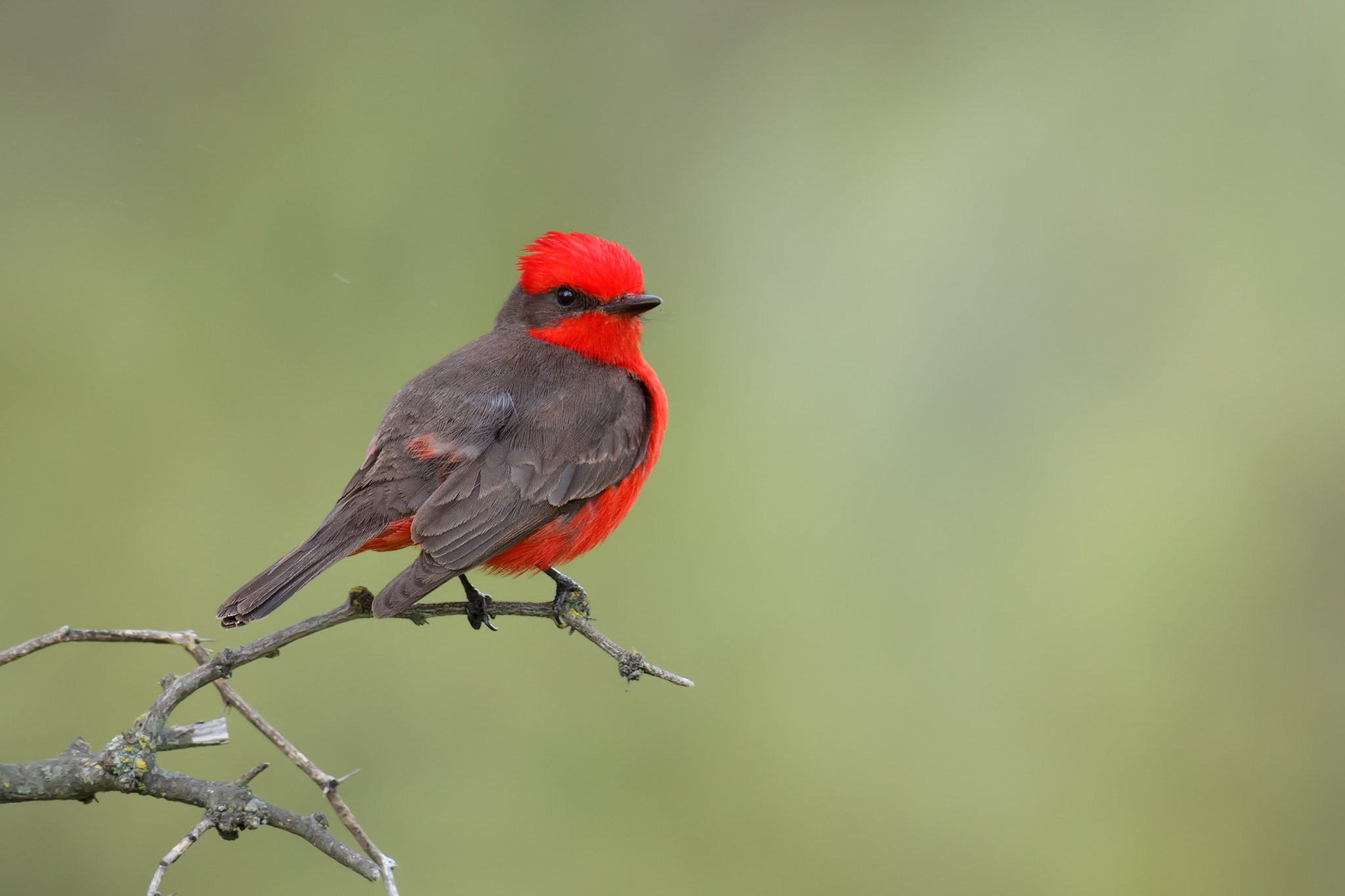 Pyrocephalus rubinus | Vermilion Flycatcher | rubintyrann