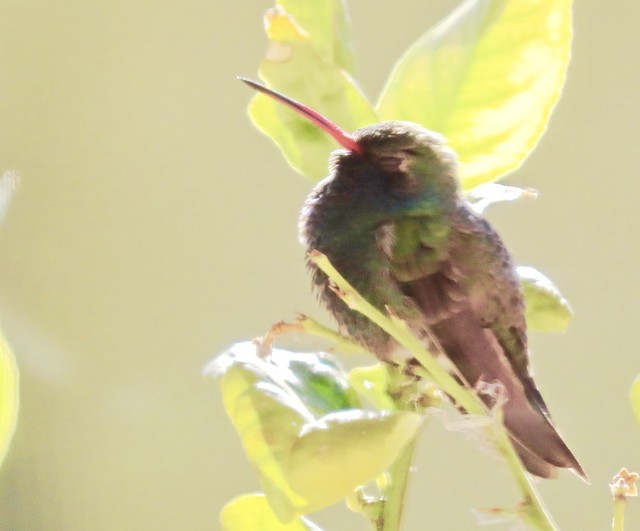 My Little Hummingbird Shot At An Angle Through Thick Window Glass