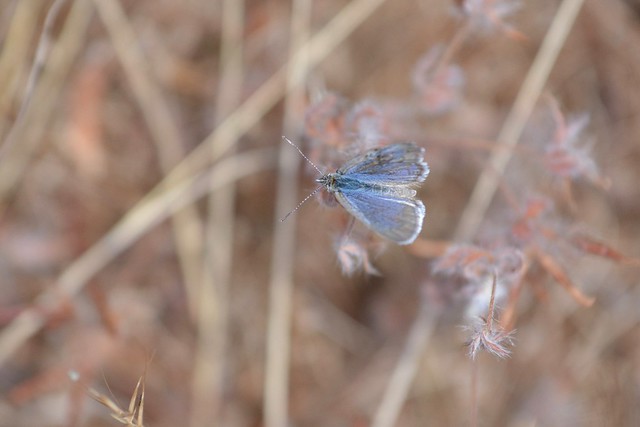 Small moth at Lake Monjingup