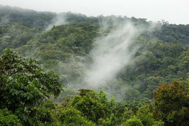 Sub-Andean rainforest - Colombia