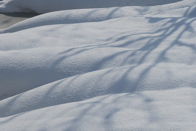 Branch shadows on rolling snow
