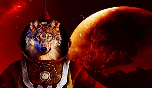 Chernobyl Wolves to Help Humans Live on Mars | by DifferentWho
