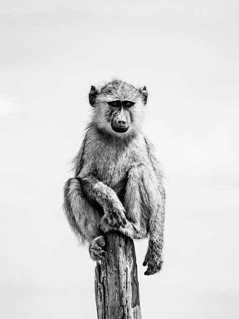 Watch-post of a young savannah-baboon