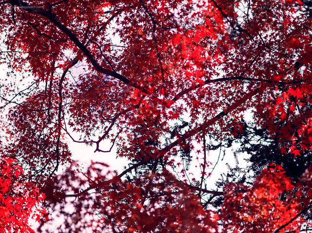 Autumn colours in Oku-Tama