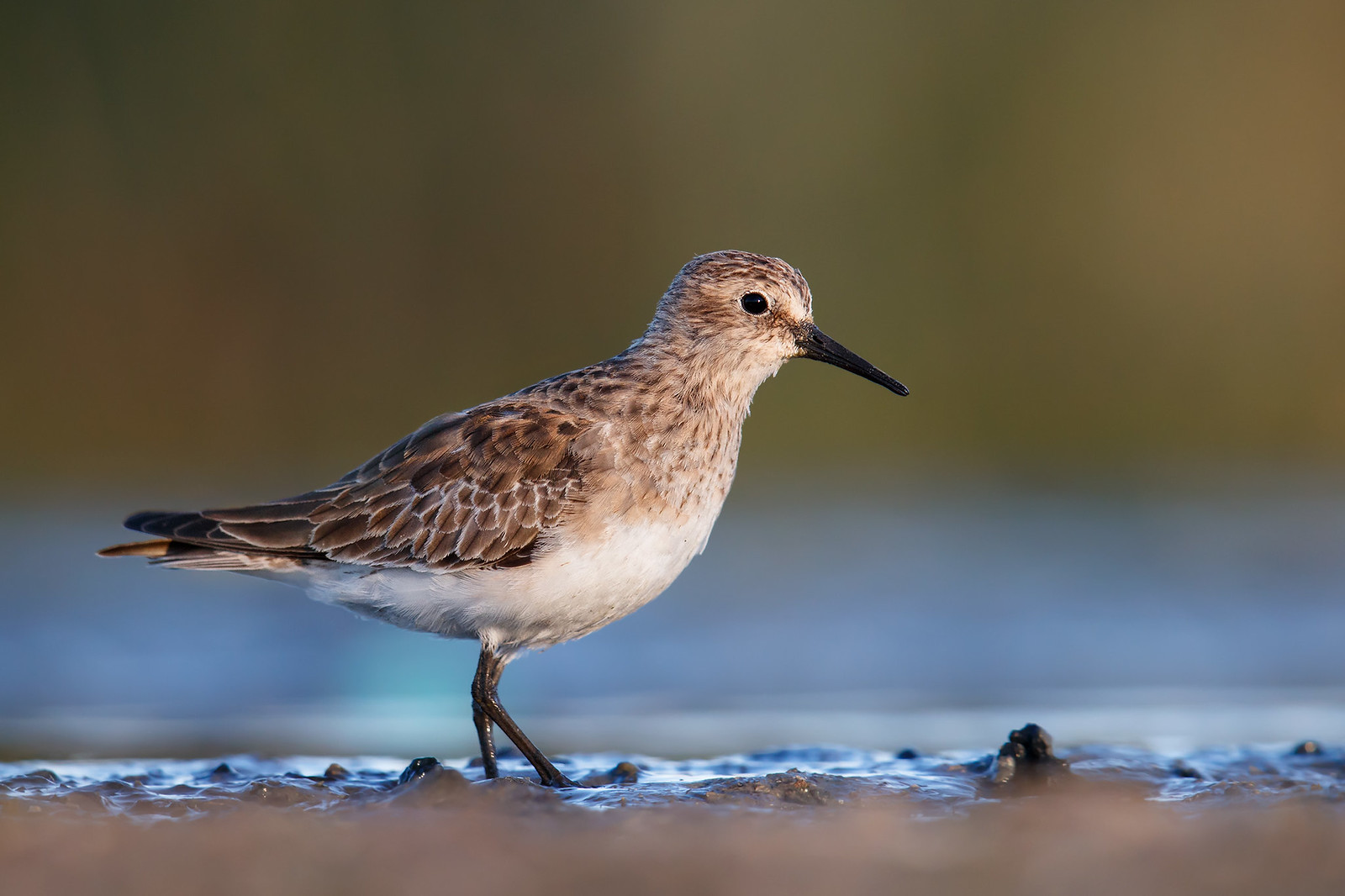 Calidris bairdii | Baird's Sandpiper | gulbröstad snäppa