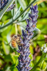 Honey Bee-13