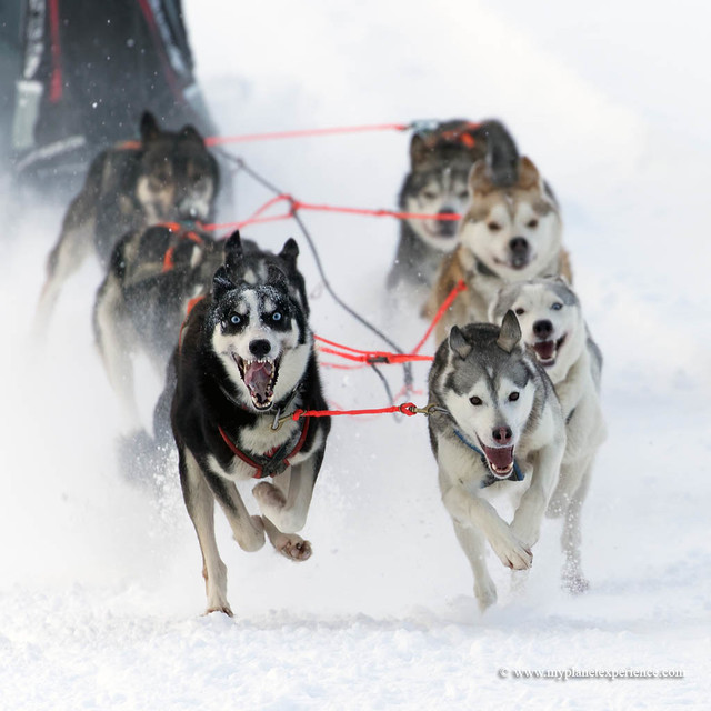 Sled dog race