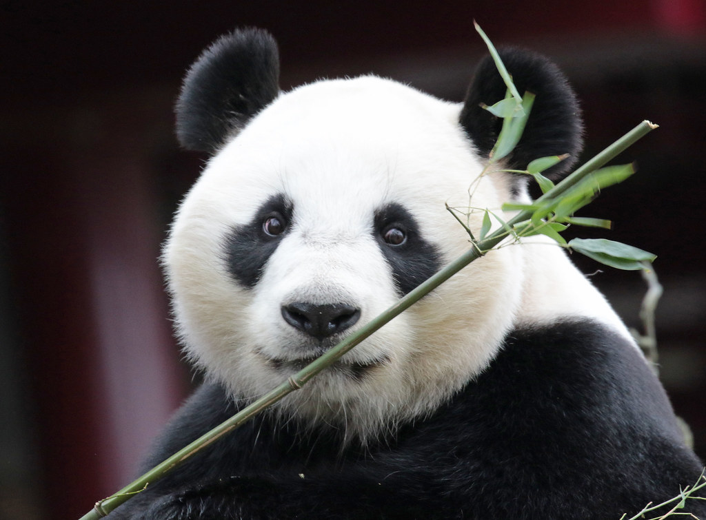 Включи где панда. Панда. Панда картинки. Панда ест бамбук. Панда травоядное животное.