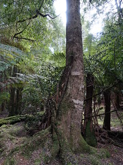 2018-10-06 Trowutta Arch 34 - Nothofagus cunninghamii - Myrtle beech growing around dead treefern