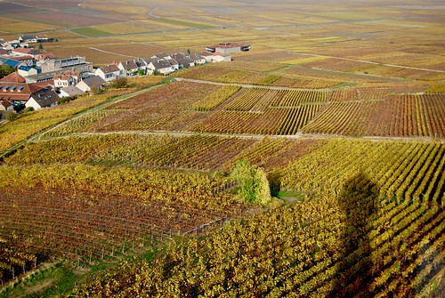 champagne verzenay vigne vineyard vignoble automne autumn fall reims