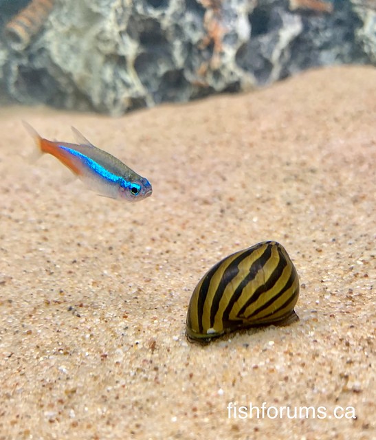 Nerite Snail with Neon