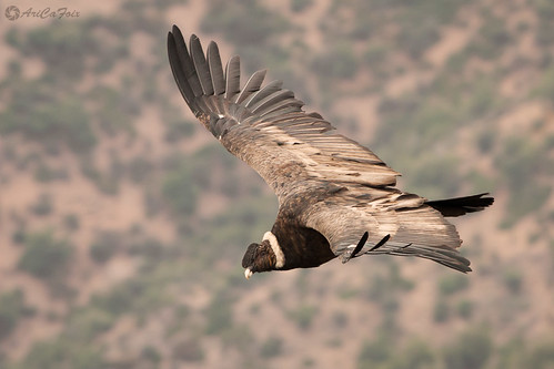 aves vulturgryphus bird cóndor ebird falconiformes fauna nature wildlife andeancondor farellones chile andes vulture