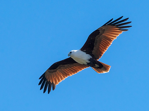 brahminy-kite-haliastur-indus-rockhampton-queensland-a-flickr