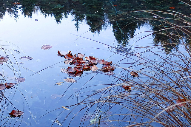 Late autumn in the small lake -
