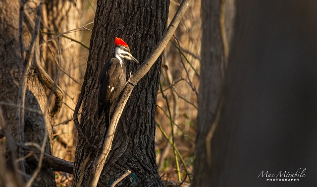 Pileated Woodpecker at Occoquan Bay NWR