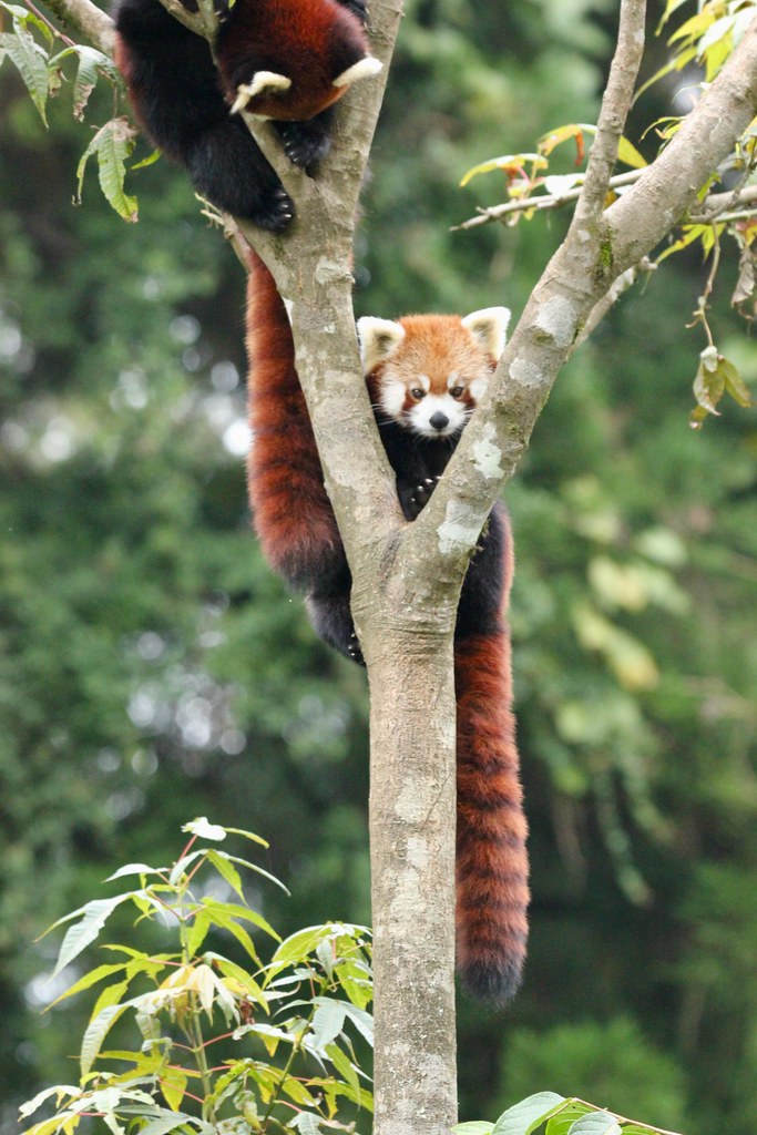 Red panda at Gangtok zoo | Red panda at Gangtok zoo, Sikkim,… | Flickr