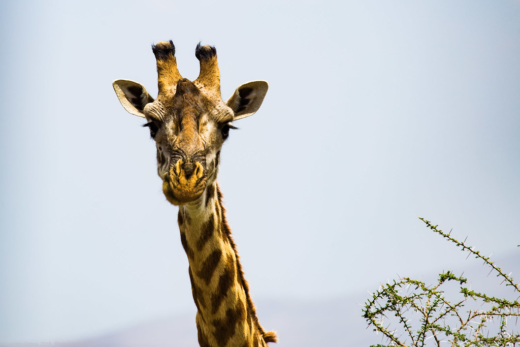Girafe_septembrie 13_Serengeti_3