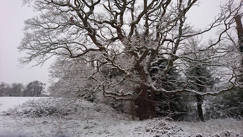 cheltenham gloucestershire snow old wives tale outside outdoor perspective tree park