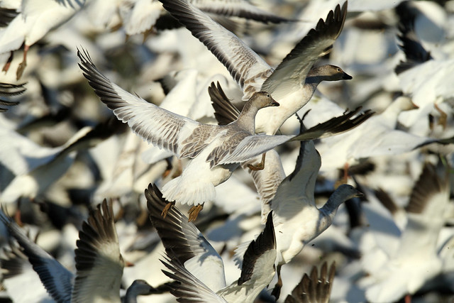 Chen caerulescens (Snow Goose) - Fir Island, WA