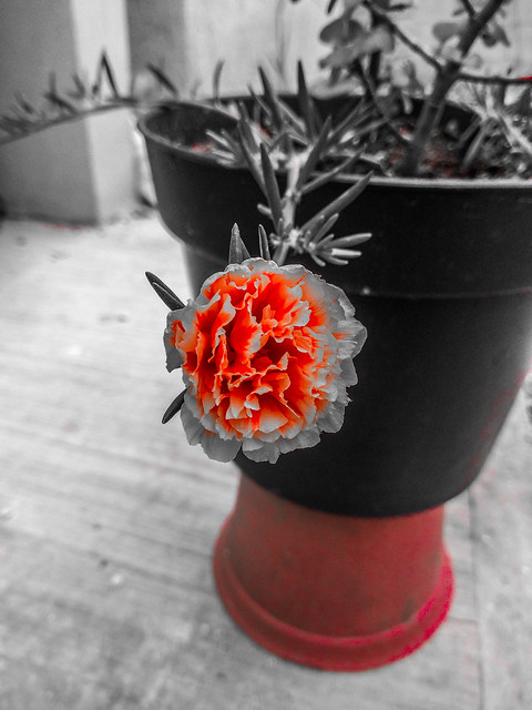 Rojo quemaré... #rojo #red #flor #flower