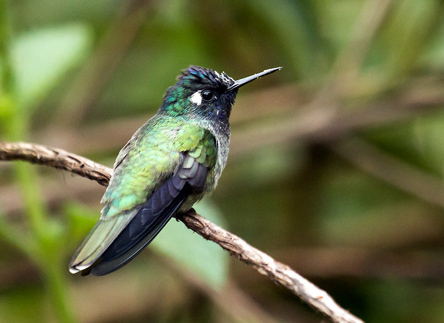 IMG_4346  Violet-headed Hummingbird, in Ecuador