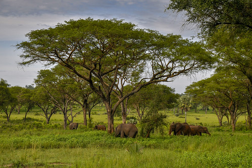 uganda murchison landscape wildlife elephant