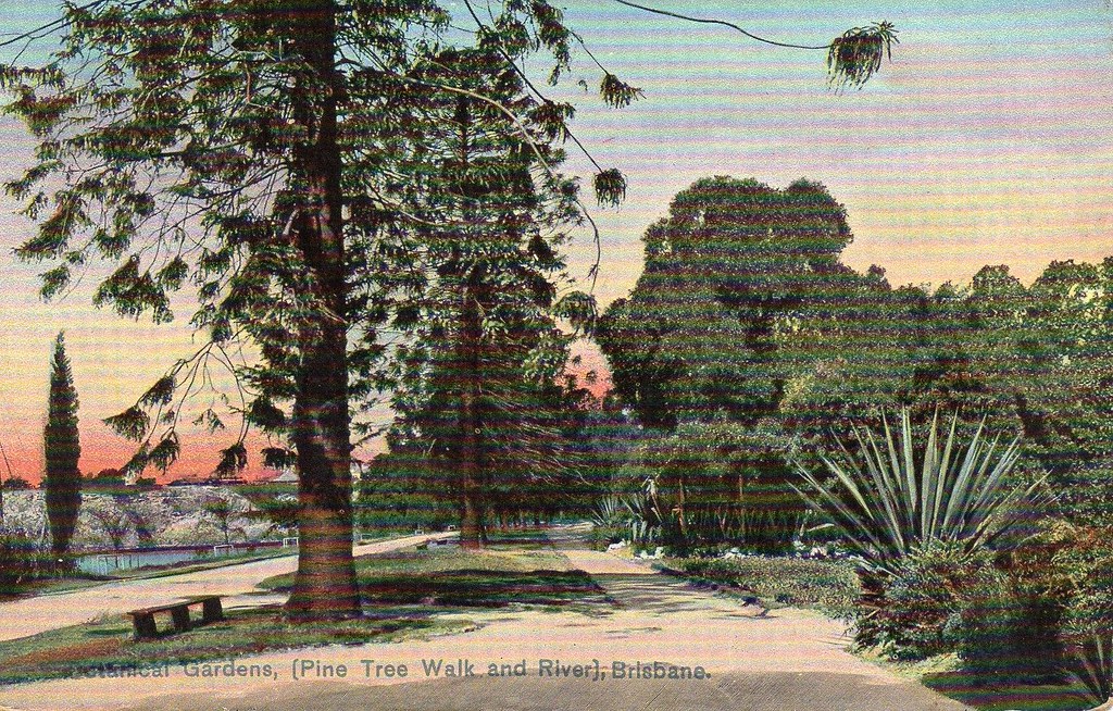 Pine Tree Walk And River Botanic Gardens Brisbane Qld Flickr