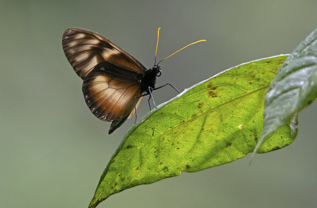 Zavaleta glasswing (Godyris zavaleta), Mindo-Nambillo Cloudforest Reserve, Ecuador