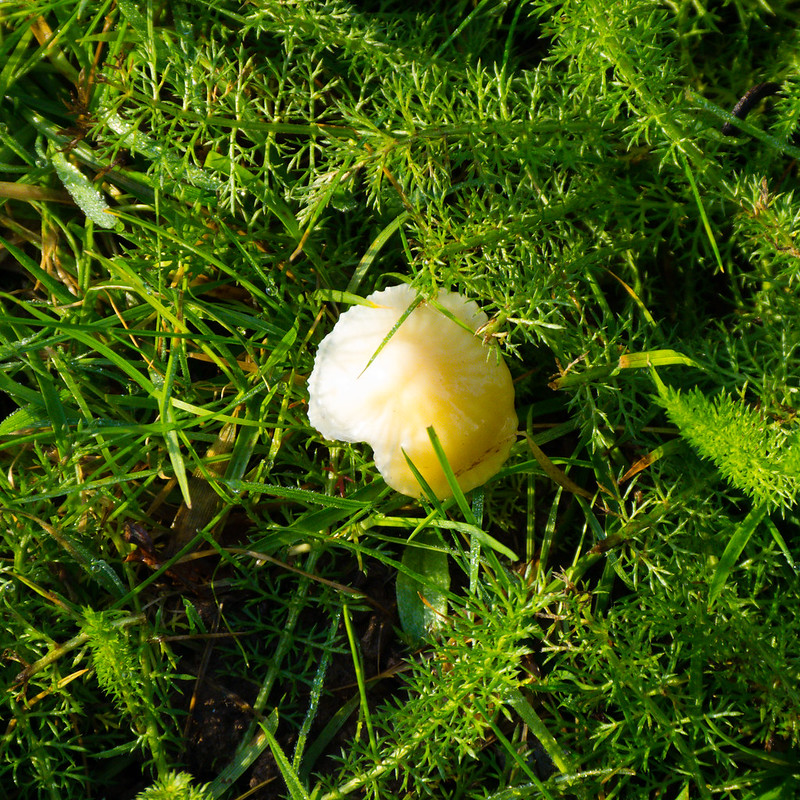 Single waxcap species mushroom, Upper Green, Tettenhall