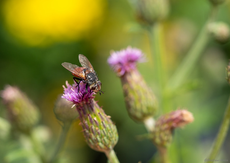 Fly on a thistle