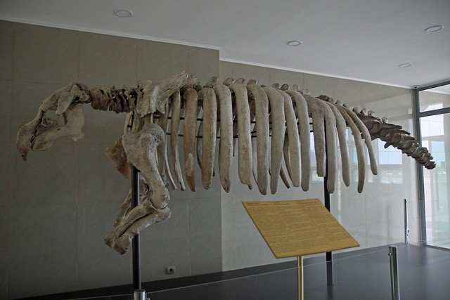 77. Seacow (hydrodamalis gigas) Skeleton, Avachinsky Heliport, Yelizovo, Kamchatka, Russia