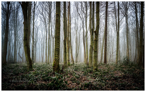 northlincolnshire panasonicleica818 olympusem1mk2 fog mist trees wood twigmoor microfourthirds landscape photography forest woods woodland