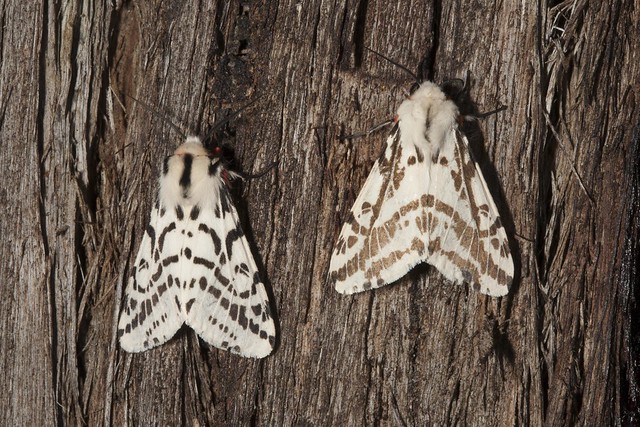 Spilosoma glatignyi, Black and White Tiger moth