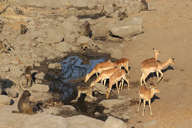 Animals at a Waterhole