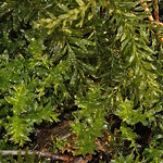 Querwelliges Sternmoos (Plagiomnium undulatum) im NSG Kirchheller Heide