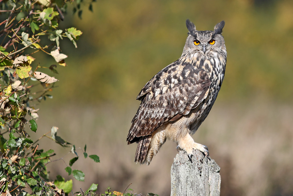 Top 10 Largest Owl in the World: Eurasian Eagle Owl